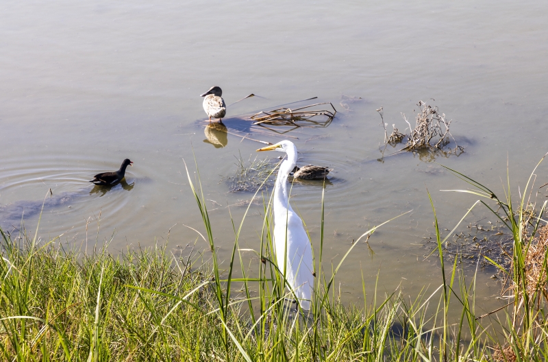 Great White Heron Port Aransas 2022